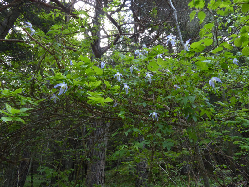 Clematis alpina - Ranunculaceae